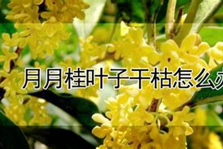 桂花树一般都使用什么叶面肥