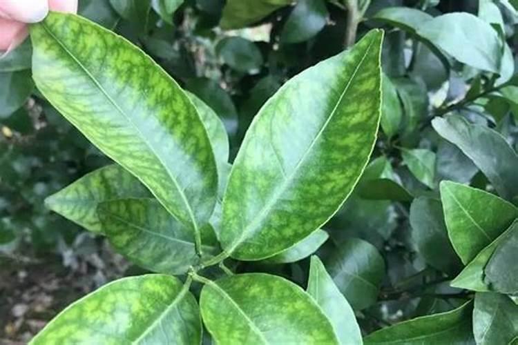 桂花树一般都使用什么叶面肥