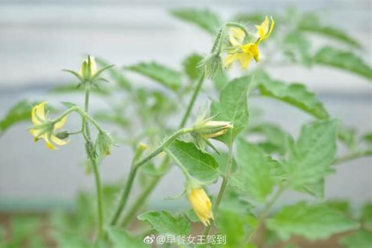 阳台种西红柿只开花不结果,4个办法让西红柿又大又圆