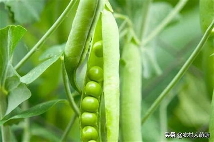 10毫升芸苔素兑多少水