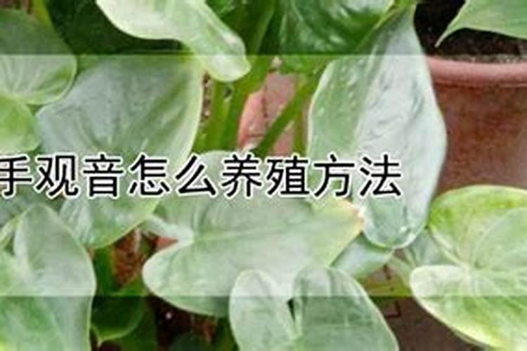 千手观音怎么养殖方法