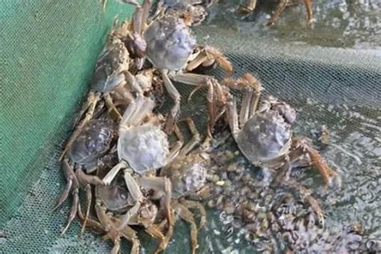 芸苔素内脂是真对葡萄大小粒是喷叶还是喷果实