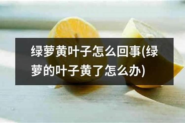 种植秋萝卜需要什么肥 施肥原则有哪些