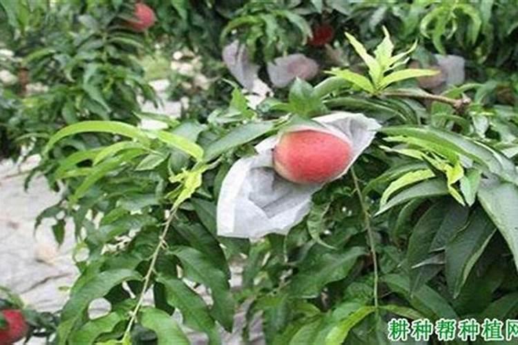 怎样给桃子套袋