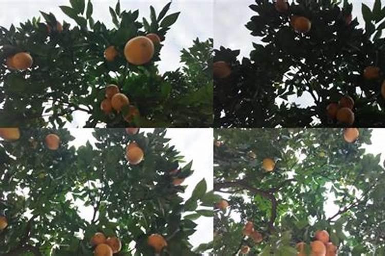 六七月份的脐橙,应该怎么进行管理呢？