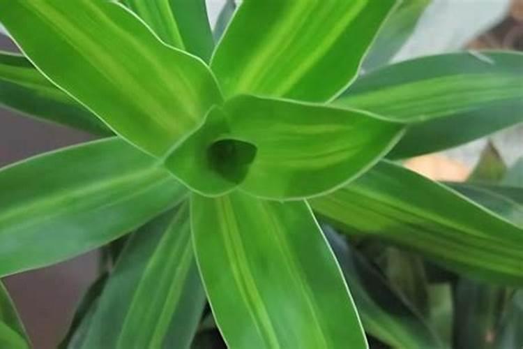 湓载百合花怎样种植怕冷吗？