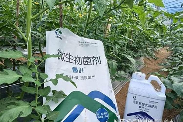 黄瓜用水溶肥有什么效果(大棚黄瓜水溶肥配方及方案)