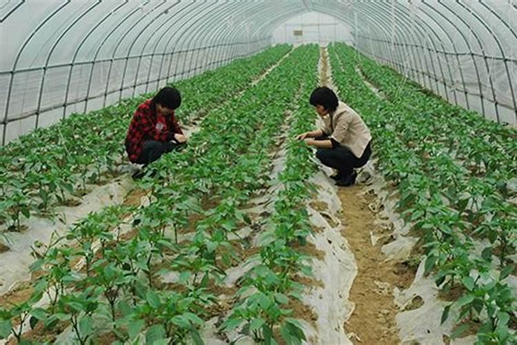 大棚蔬菜的主要肥害、药害、及解决办法