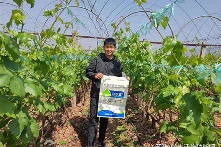 葡萄树看见花穗时能施农家肥吗？