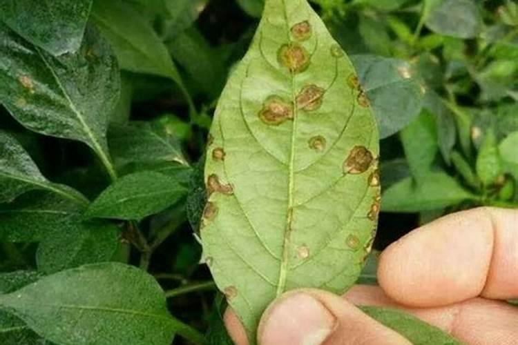 安泰生能与叶面肥混合施用吗？