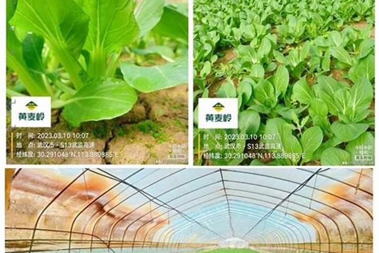高氮水溶肥有什么效果,和尿素有什么区别