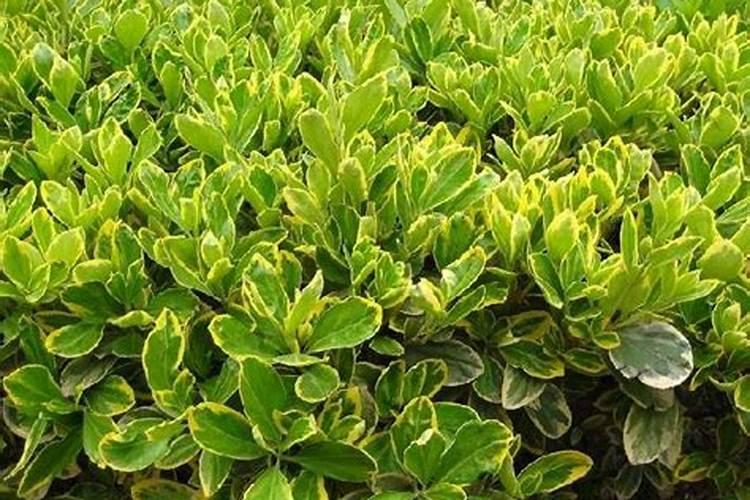 怎样让黄杨树不开会花？