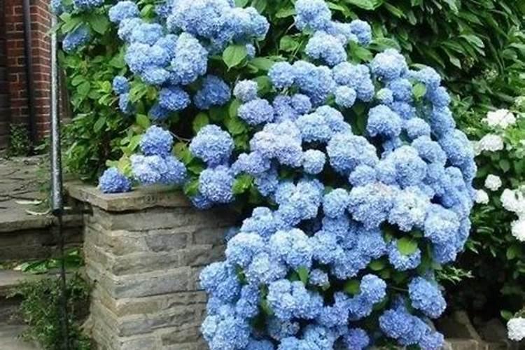 种植油菜为什么要施硼肥油菜啥时候施硼肥好