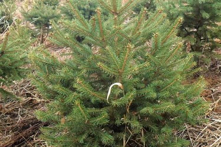 种植云杉树用什么肥料好？