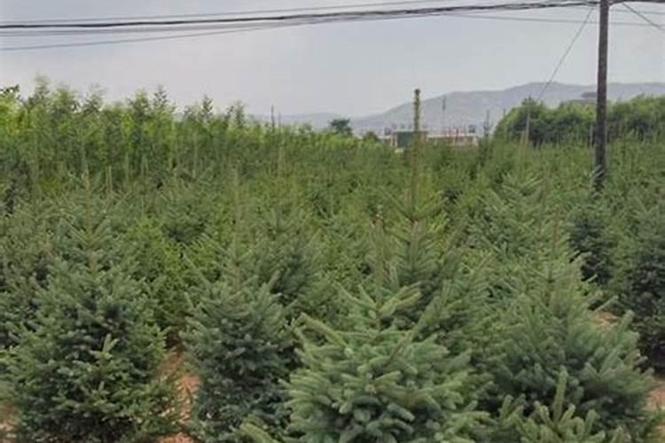 种植云杉树用什么肥料好？