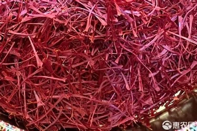 藏红花种植时间和技术,需要注意什么(藏红花的种植方法)