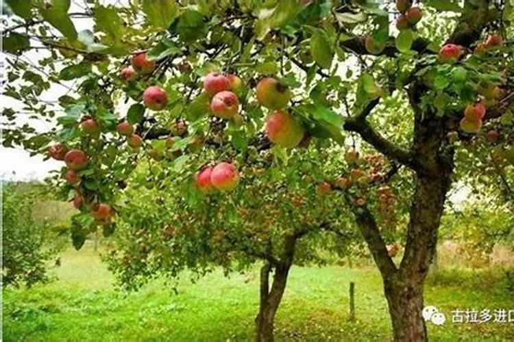 苹果树上什么肥料好 苹果树上哪些肥料好