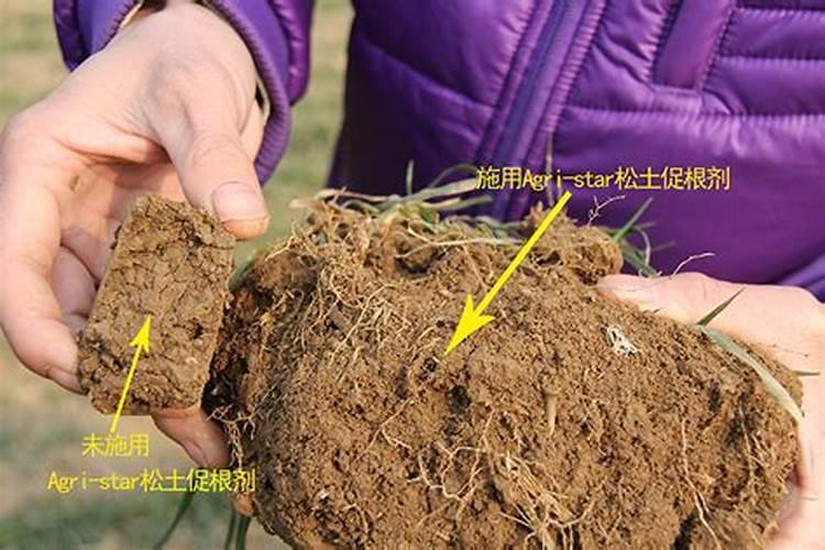 怎样能让枇杷的果又大又甜？枇杷增甜施肥哪种叶面肥效果好