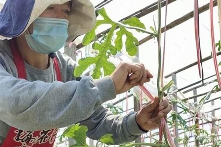 大棚西瓜8424种植技术