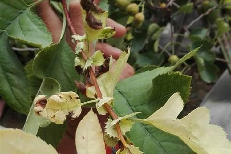 栀子花如何在新叶上擦？