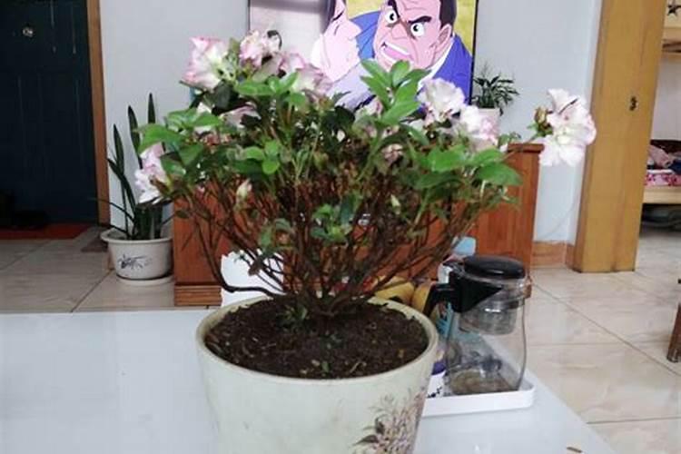 春天如何保养君子兰？如何让新哈里森更整洁？