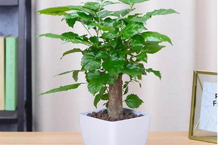茶花掉花蕾长新叶怎么回事 氮肥过量或酸碱不适 茶花有花朵时候施肥行吗...
