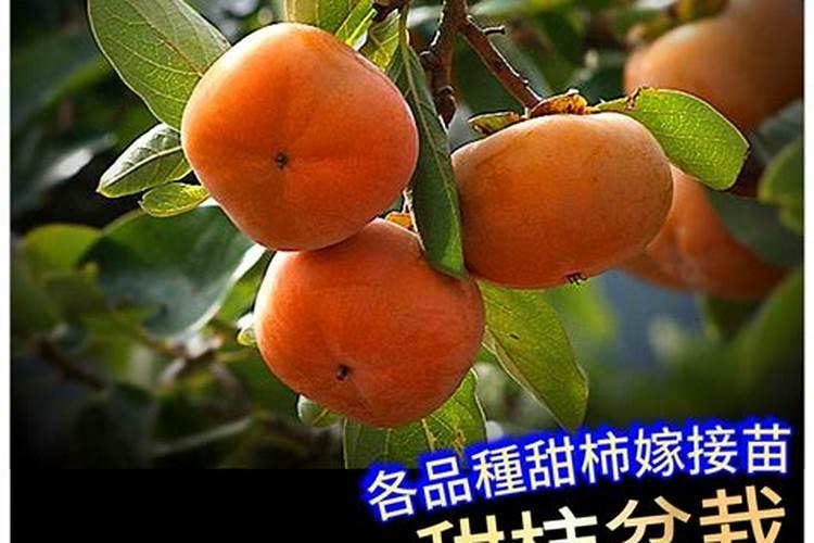 甜柿子优缺点对比？种植甜柿子有哪些注意事项