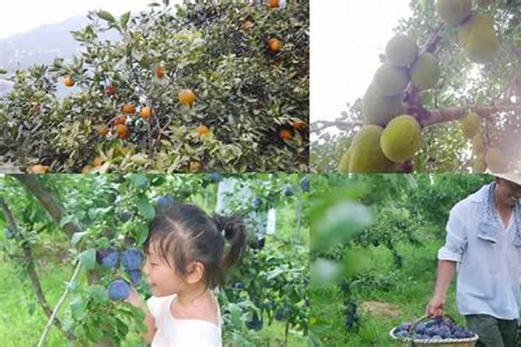 柑橘花蕾期打什么药？