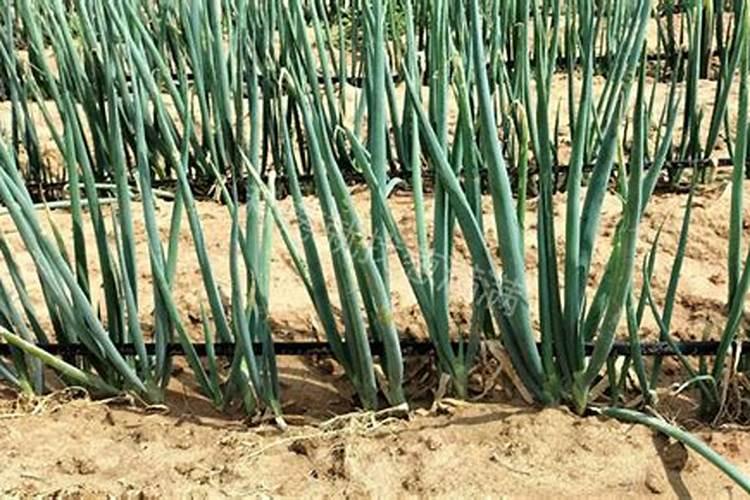叶菜类植物应适当多施什么肥？