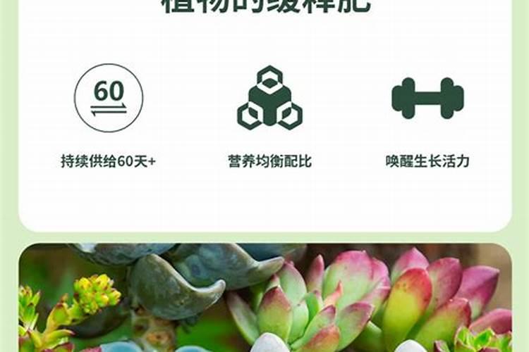 多肉适合施什么肥料