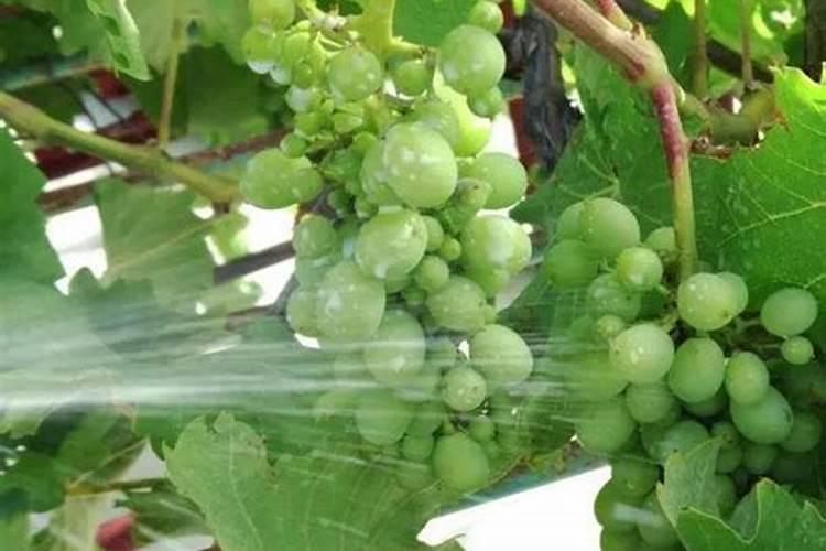 矿源黄腐酸钾在葡萄上什么时候用好？多久冲施一次促果增产