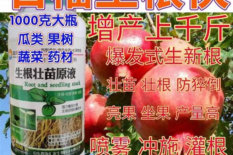 10月份石榴树扦插多久生根