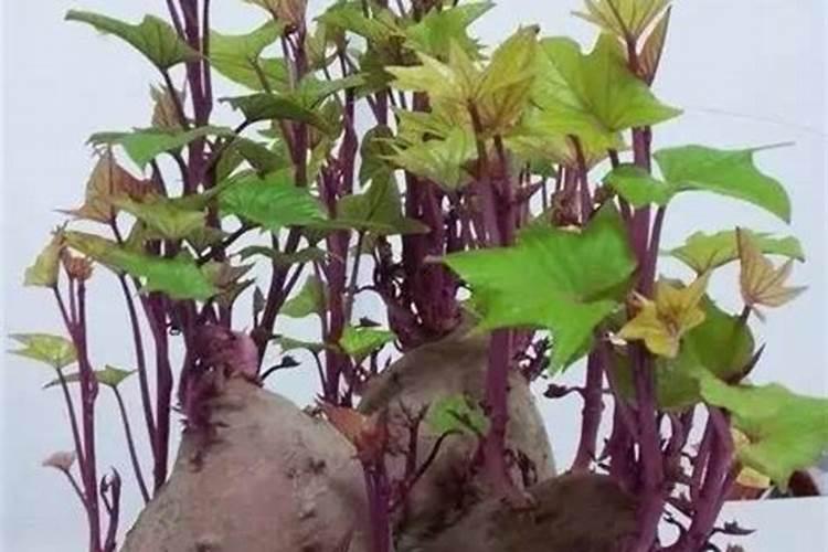 红薯叶施什么肥最好 施肥注意事项