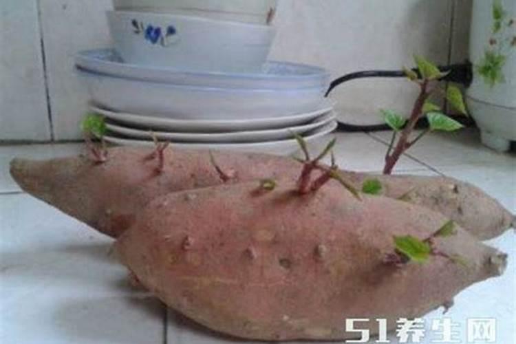 红薯叶种植时间和方法