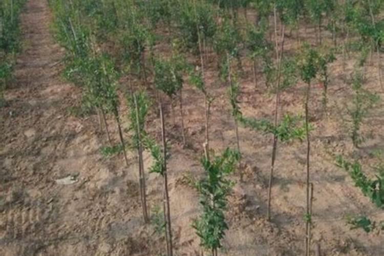 农业用的复合肥用来养花怎么施啊？