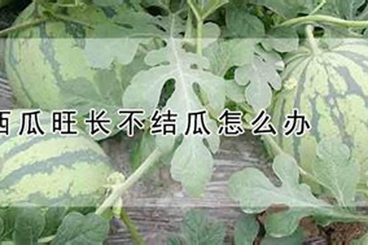 什么叶面肥施加在西瓜苗上好