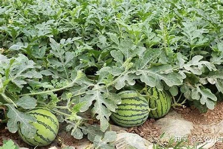 西瓜用什么肥料最好？