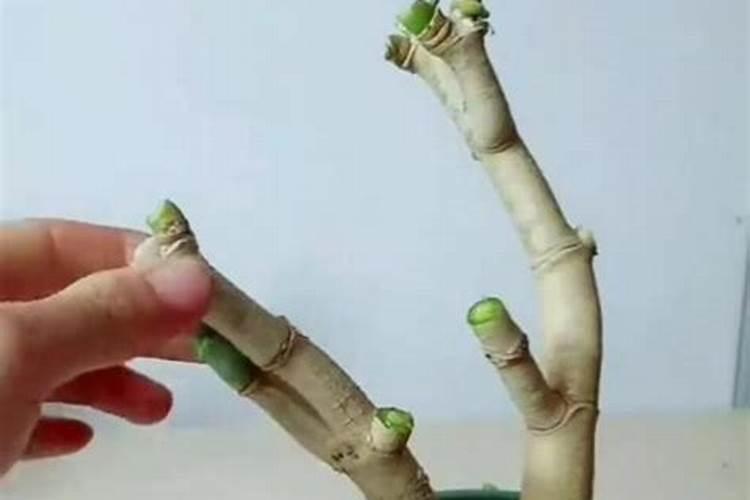 芥疙瘩是什么季节成熟的 芥疙瘩是什么时候成熟的