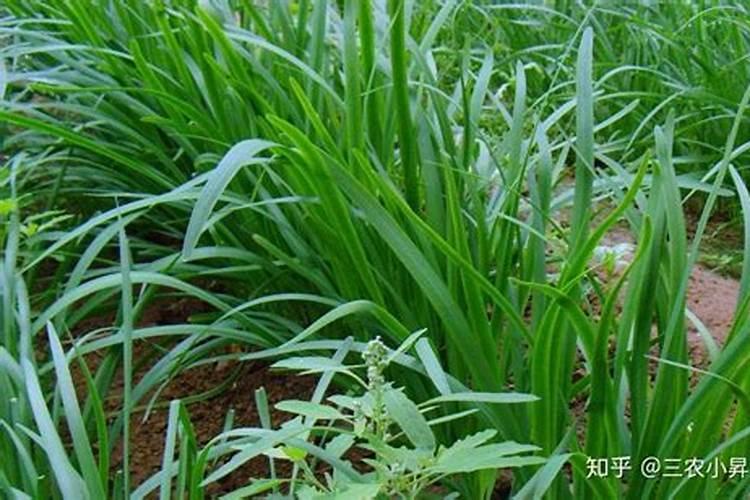 草莓施肥用什么肥料