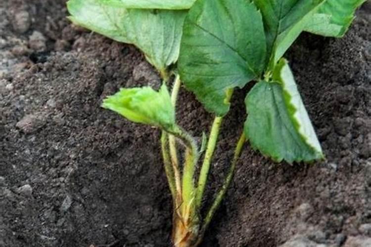 蜜本南瓜种植技术与管理