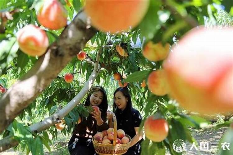 请问国内知名作物专用肥哪个好？