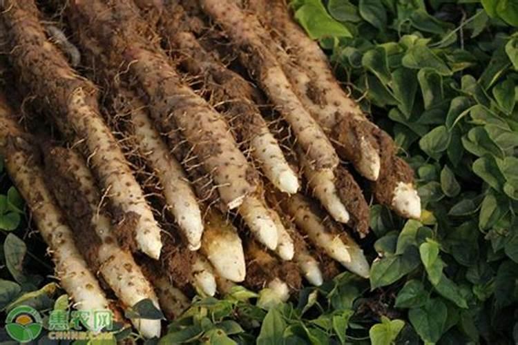 白山药叶子小缺什么化肥