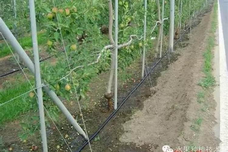 栀子花用什么肥料最好