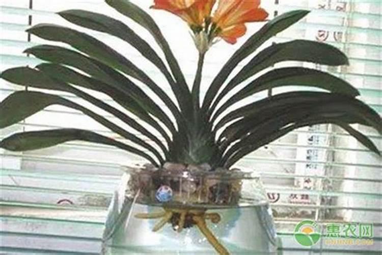 甜瓜授粉15天后冲平衡肥还是高钾肥好？