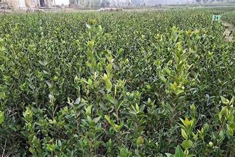 油茶树用什么肥料比较好油茶树用什么肥料比较好油茶树施什么肥比较...