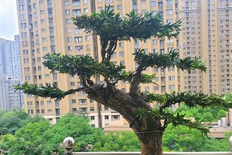 罗汉松施什么肥合适