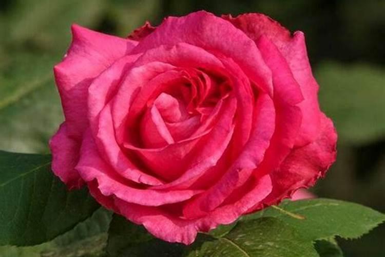 月季花怎样种