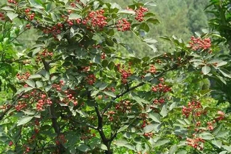 种莲藕用什么肥料 种莲藕用哪些肥料