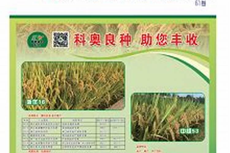 月季施肥有哪些禁忌 需要注意些什么