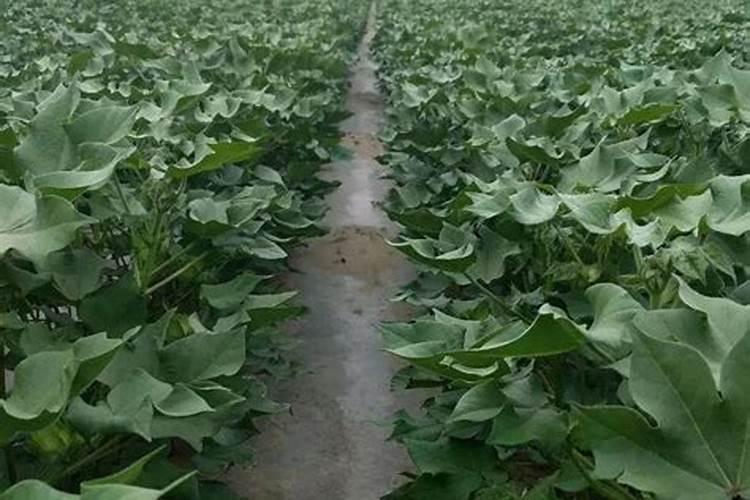 一六年棉花怎样种植才能高产
